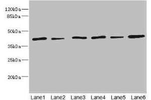 Western blot All lanes: TMOD1 antibody at 1. (Tropomodulin 1 抗体  (AA 1-359))
