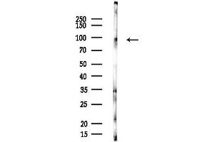 Western blot analysis of lysates from PC12 cells, using EFN Antibody at 1/1000 dilution.