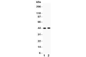 Western blot testing of E2F4 antibody and Lane 1:  rat lung (E2F4 抗体  (Middle Region))