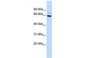 Image no. 1 for anti-Zinc Finger Protein 74 (ZNF74) (AA 216-265) antibody (ABIN6740434) (ZNF74 抗体  (AA 216-265))