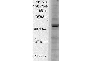 Western Blot analysis of Monkey COS transient cell lysate showing detection of Kir2. (KCNJ2 抗体  (AA 41-64) (Atto 390))