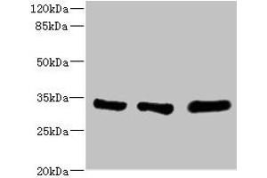EIF2B1 antibody  (AA 1-305)