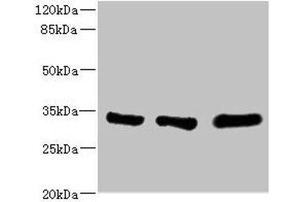 EIF2B1 antibody  (AA 1-305)