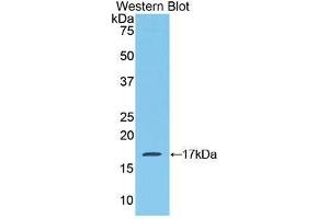 Western Blotting (WB) image for anti-Mucosae Associated Epithelia Chemokine (AA 17-130) antibody (ABIN1859799) (Mucosae Associated Epithelia Chemokine (AA 17-130) 抗体)