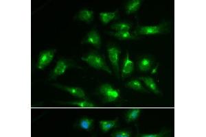 Immunofluorescence analysis of HepG2 cells using CD46 Polyclonal Antibody
