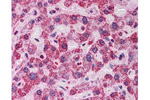Immunohistochemistry (IHC) image for anti-Anti-MBP-1 (Middle Region) antibody (ABIN311760) (Anti-MBP-1 (Middle Region) 抗体)
