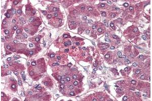Pancreas, Human: Formalin-Fixed, Paraffin-Embedded (FFPE) (CCR4 抗体  (Extracellular Domain))