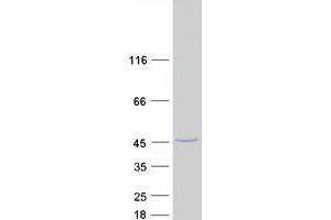 Western Blotting (WB) image for Chromosome 3 Open Reading Frame 37 (C3ORF37) (Transcript Variant 1) protein (Myc-DYKDDDDK Tag) (ABIN2718600)