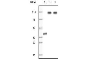 Western Blotting (WB) image for anti-Lysine (K)-Specific Demethylase 1A (KDM1A) (truncated) antibody (ABIN2464078) (LSD1 抗体  (truncated))