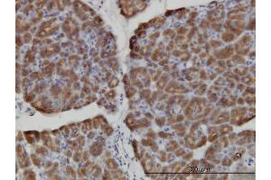 Immunoperoxidase of monoclonal antibody to HERC3 on formalin-fixed paraffin-embedded human pancreas. (HERC3 抗体  (AA 1-109))