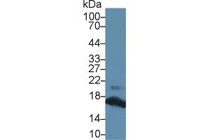 Western Blot; Sample: Mouse Pancreas lysate; Primary Ab: 2µg/ml Rabbit Anti-Human RNASE1 Antibody Second Ab: 0.