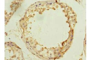 Immunohistochemistry of paraffin-embedded human testis tissue using ABIN7165819 at dilution of 1:100