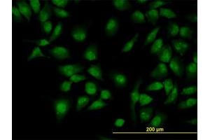 Image no. 2 for anti-CLK3 (CLK3) (AA 36-136) antibody (ABIN598614) (CLK3 抗体  (AA 36-136))