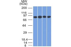 Western Blot Analysis of A) Jurkat (B) HeLa (C) MCF-7 & (D) K562 cell lysate using CD71 Mouse Monoclonal Antibody (TFRC/1817). (Transferrin Receptor 抗体  (AA 94-212))