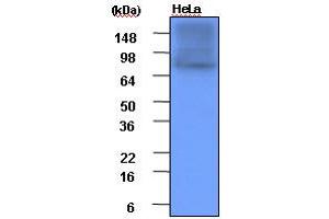 Western Blotting (WB) image for anti-Heat Shock Protein 90kDa alpha (Cytosolic), Class A Member 1 (HSP90AA1) (AA 1-732), (N-Term) antibody (ABIN317532) (HSP90AA1 抗体  (N-Term))