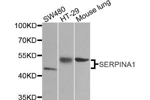 Western blot analysis of extracts of various cell lines, using SERPINA1 antibody (ABIN5970396) at 1/1000 dilution. (SERPINA1 抗体)