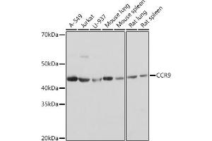 Western blot analysis of extracts of various cell lines, using CCR9 Rabbit mAb (ABIN7266311) at 1:1000 dilution. (CCR9 抗体)