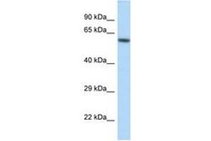 Image no. 1 for anti-Potassium Inwardly-Rectifying Channel, Subfamily J, Member 3 (KCNJ3) (AA 361-410) antibody (ABIN6747522)