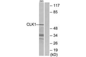 Western blot analysis of extracts from 293 cells, using CLK1 Antibody. (CLK1 抗体  (AA 101-150))