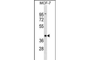 DMRT1 Antibody (C-term) (ABIN1537078 and ABIN2838164) western blot analysis in MCF-7 cell line lysates (35 μg/lane). (DMRT1 抗体  (C-Term))
