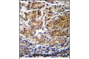 PDPR Antibdy (C-term) (ABIN655953 and ABIN2845339) immunohistochemistry analysis in formalin fixed and paraffin embedded human stomach tissue followed by peroxidase conjugation of the secondary antibody and DAB staining. (PDPR 抗体  (C-Term))