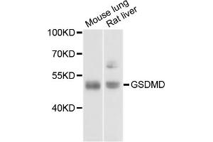 Western blot analysis of extracts of various cell lines, using GSDMD antibody (ABIN3211593) at 1/1000 dilution. (GSDMD 抗体)