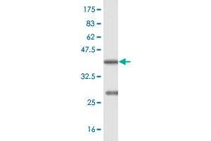 Western Blot detection against Immunogen (36. (BSCL2 抗体  (AA 263-354))