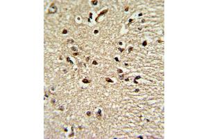 Immunohistochemistry (IHC) image for anti-Paired Box 4 (PAX4) antibody (ABIN3002750) (PAX4 抗体)