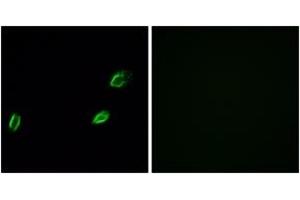 Immunofluorescence (IF) image for anti-Olfactomedin-Like 2A (OLFML2A) (AA 311-360) antibody (ABIN2890951) (OLFML2A 抗体  (AA 311-360))