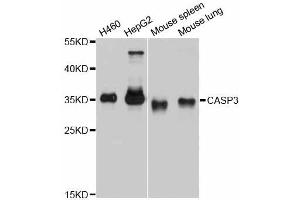 Western blot analysis of extracts of various cell lines, using CASP3 antibody (ABIN5997366) at 1/1000 dilution. (Caspase 3 抗体)