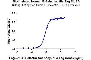 Immobilized Biotinylated Human E-Selectin at 0.