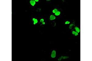 Anti-NEUROG1 mouse monoclonal antibody (ABIN2452622) immunofluorescent staining of COS7 cells transiently transfected by pCMV6-ENTRY NEUROG1 (RC207029). (Neurogenin 1 抗体)