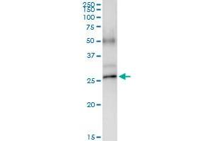 Immunoprecipitation (IP) image for anti-Polymerase (RNA) II (DNA Directed) Polypeptide E, 25kDa (POLR2E) (AA 1-210) antibody (ABIN519029)