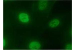 Immunofluorescence (IF) image for anti-Heterogeneous Nuclear Ribonucleoprotein A2/B1 (HNRNPA2B1) antibody (ABIN1449240) (HNRNPA2B1 抗体)