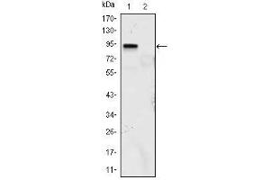 Western Blot showing KLF4 antibody used against KLF4 (aa2-470)-hIgGFc transfected HEK293 (1) and HEK293 (2) cell lysate. (KLF4 抗体)