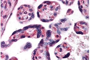 Human Placenta (formalin-fixed, paraffin-embedded) stained with DKK1 antibody ABIN296913 at 10 ug/ml followed by biotinylated anti-goat IgG secondary antibody ABIN481715, alkaline phosphatase-streptavidin and chromogen. (DKK1 抗体  (AA 250-262))