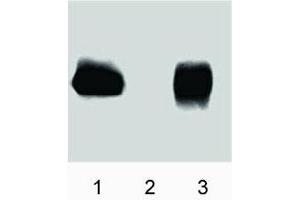 Western blot analysis of eNOS (pT495). (ENOS 抗体  (pThr495))
