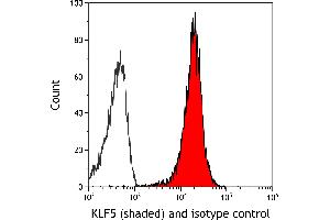 anti-Kruppel-Like Factor 5 (Intestinal) (KLF5) (AA 325-375) antibody
