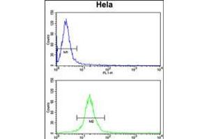 Flow cytometry analysis of Hela cells (bottom histogram) compared to a negative control cell (top histogram). (TUFM 抗体  (N-Term))