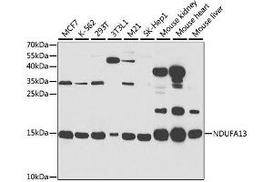 Western blot analysis of extracts of various cell lines, using NDUFA13 antibody. (NDUFA13 抗体  (AA 52-144))