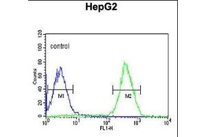 PUR4 Antibody (N-term) (ABIN650947 and ABIN2840005) flow cytometric analysis of HepG2 cells (right histogram) compared to a negative control cell (left histogram). (PFAS 抗体  (N-Term))