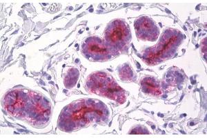 Image no. 1 for anti-Mucin 1 (MUC1) antibody (ABIN1496298) (MUC1 抗体)