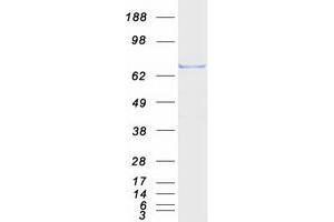 Western Blotting (WB) image for Histone Deacetylase 10 (HDAC10) protein (Myc-DYKDDDDK Tag) (ABIN2712297)