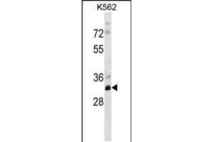 Western blot analysis in K562 cell line lysates (35ug/lane). (PRPS2 抗体  (AA 77-106))