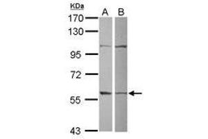 Image no. 1 for anti-Glutamate-Rich WD Repeat Containing 1 (GRWD1) (AA 1-273) antibody (ABIN1498535) (GRWD1 抗体  (AA 1-273))