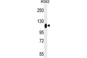 Western Blotting (WB) image for anti-Tripartite Motif Containing 28 (TRIM28) antibody (ABIN2996412) (KAP1 抗体)
