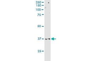 CD200R1 MaxPab rabbit polyclonal antibody. (CD200R1 抗体  (AA 1-348))