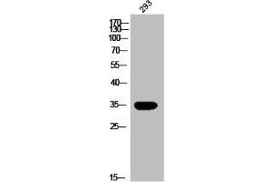 Western Blot analysis of 293 cells using Olfactory receptor 13G1 Polyclonal Antibody (OR13G1 抗体  (C-Term))