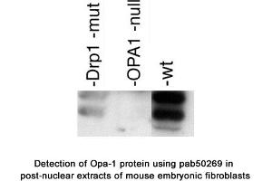 Image no. 2 for anti-Optic Atrophy 1 (Autosomal Dominant) (OPA1) (AA 500-600), (Internal Region) antibody (ABIN363578) (OPA1 抗体  (Internal Region))
