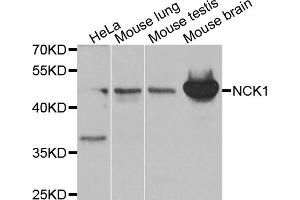 Western blot analysis of extracts of various cell lines, using NCK1 antibody (ABIN5970387) at 1/1000 dilution. (NCK1 抗体)